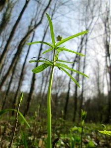 Erster Gold-Hahnenfuß (Ranunculus auricomus) im Unteren Saubusch in der Schwetzinger Hardt