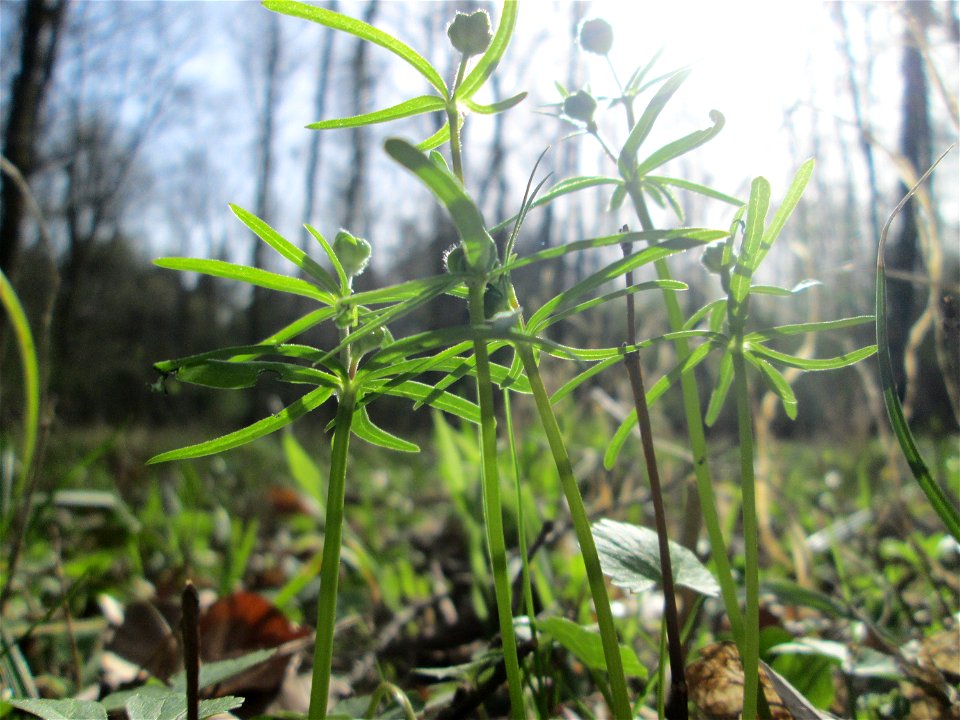Erster Gold-Hahnenfuß (Ranunculus auricomus) im Unteren Saubusch in der Schwetzinger Hardt