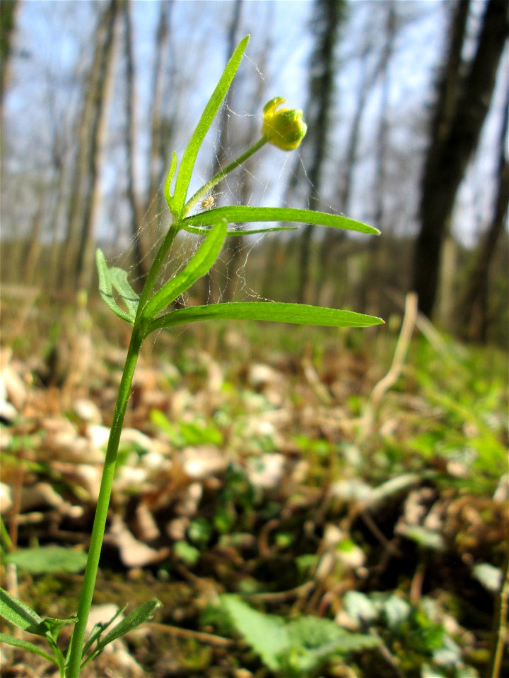 Erster Gold-Hahnenfuß (Ranunculus auricomus) im Unteren Saubusch in der Schwetzinger Hardt