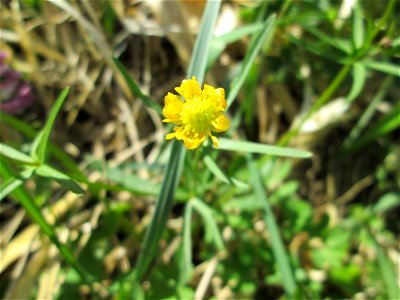 Gold-Hahnenfuß (Ranunculus auricomus) auf einer Saarauenwiese bei Grosbliederstroff - in 2015 wurde diese Wiese in einen geflegten Zustand versetzt. Leider ist seither nichts mehr geschehen, so dass s