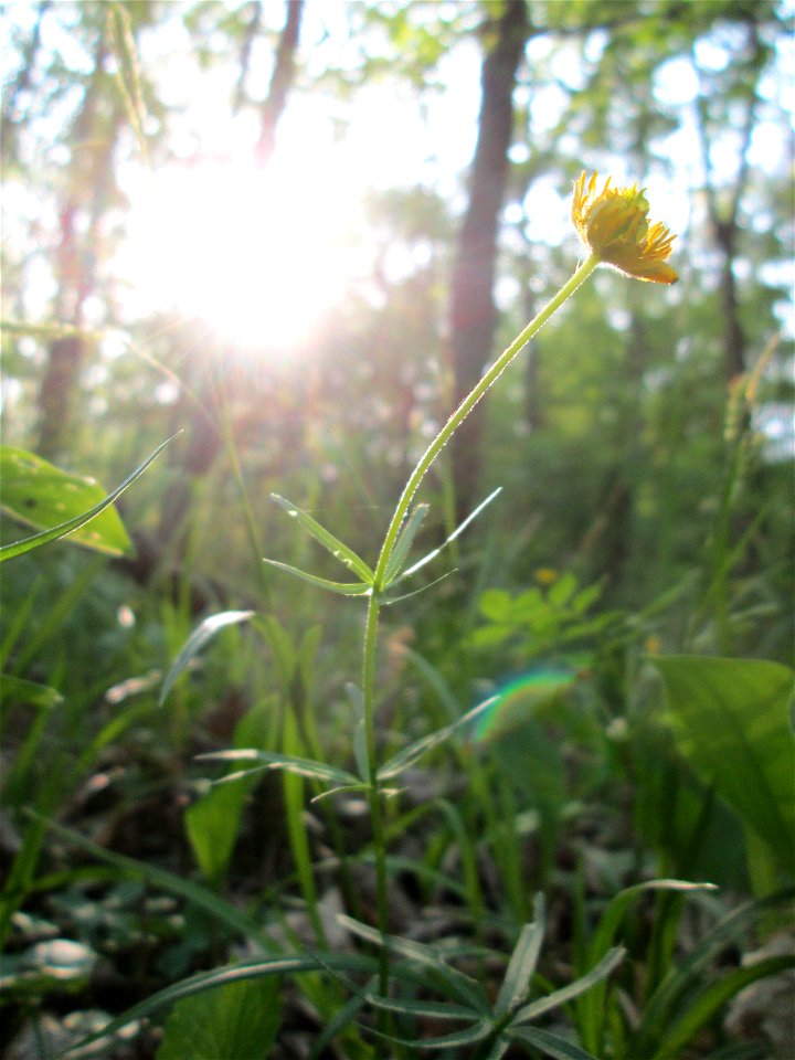 Gold-Hahnenfuß (Ranunculus auricomus) im Unteren Saubusch in der Schwetzinger Hardt