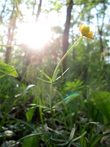 Gold-Hahnenfuß (Ranunculus auricomus) im Unteren Saubusch in der Schwetzinger Hardt