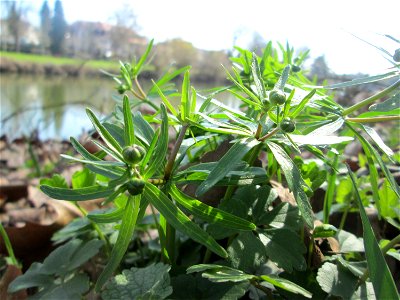 Gold-Hahnenfuß (Ranunculus auricomus) an der Saar in Sankt Arnual, noch vor der Blüte