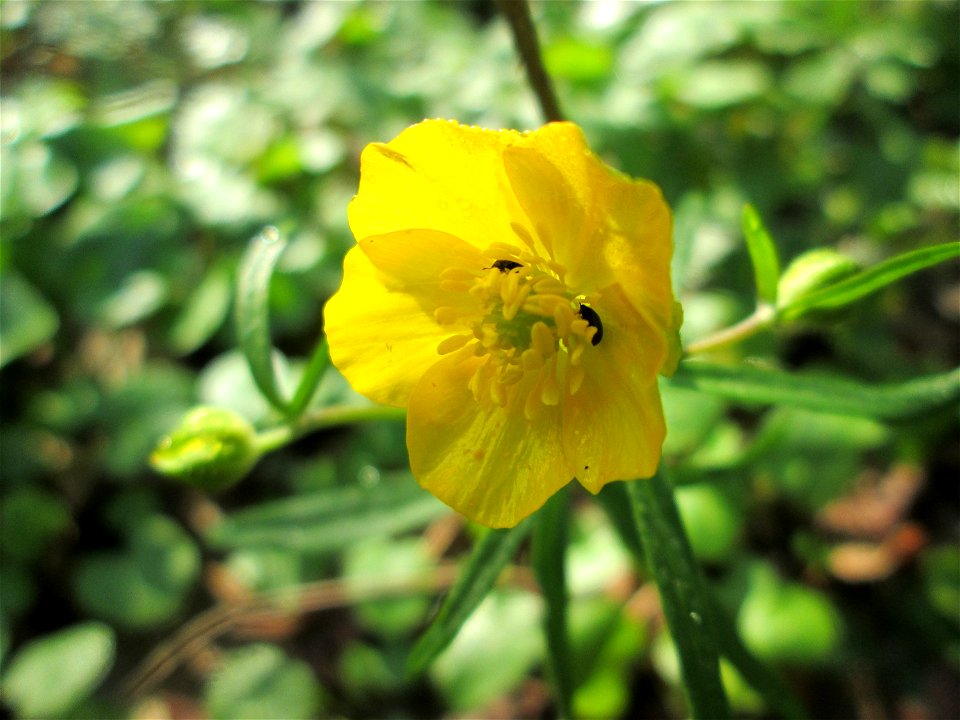 Gold-Hahnenfuß (Ranunculus auricomus) im Brettwald bei Malsch