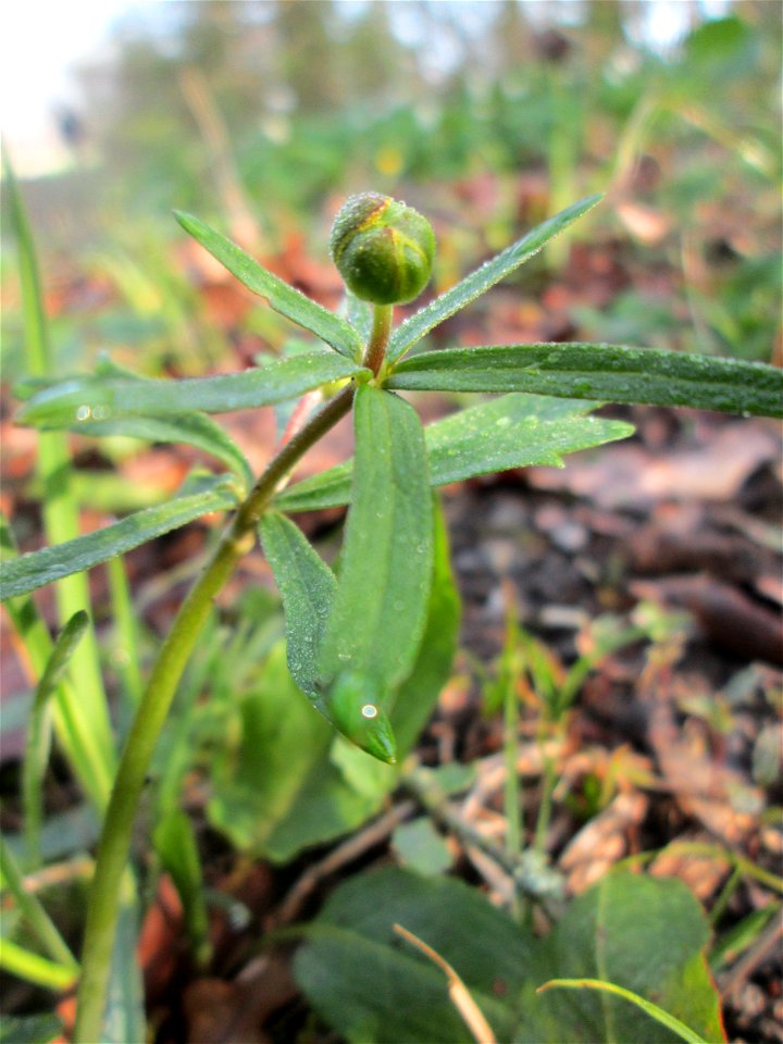 Gold-Hahnenfuß (Ranunculus auricomus) im Brettwald bei Malsch