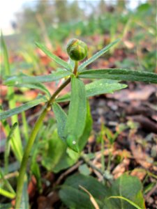 Gold-Hahnenfuß (Ranunculus auricomus) im Brettwald bei Malsch