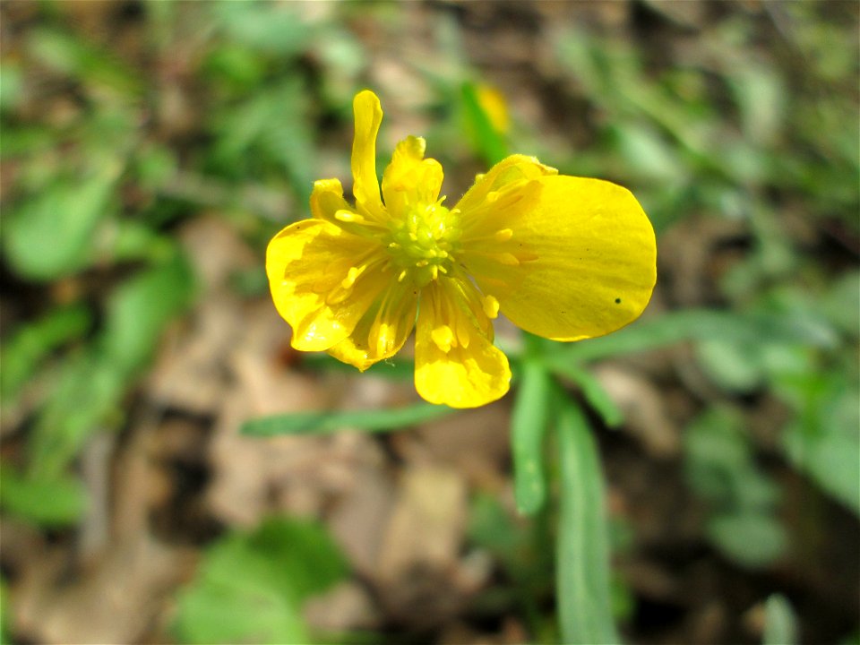 Gold-Hahnenfuß (Ranunculus auricomus) nahe der Saar in Sankt Arnual