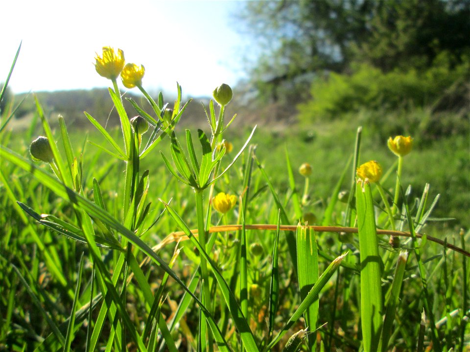 Gold-Hahnenfuß (Ranunculus auricomus) im Güdinger Allmet