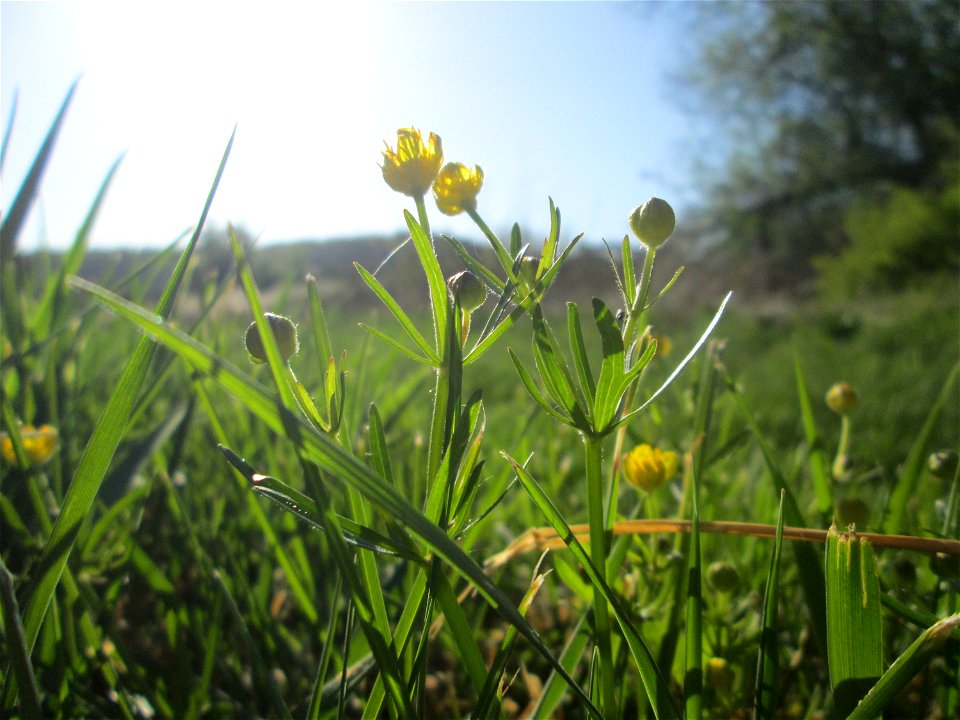 Gold-Hahnenfuß (Ranunculus auricomus) im Güdinger Allmet