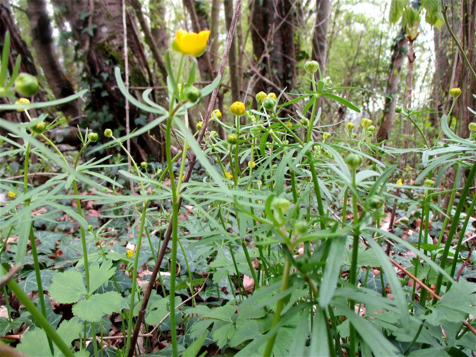 Gold-Hahnenfuß (Ranunculus auricomus) im Meerwald bei Bübingen