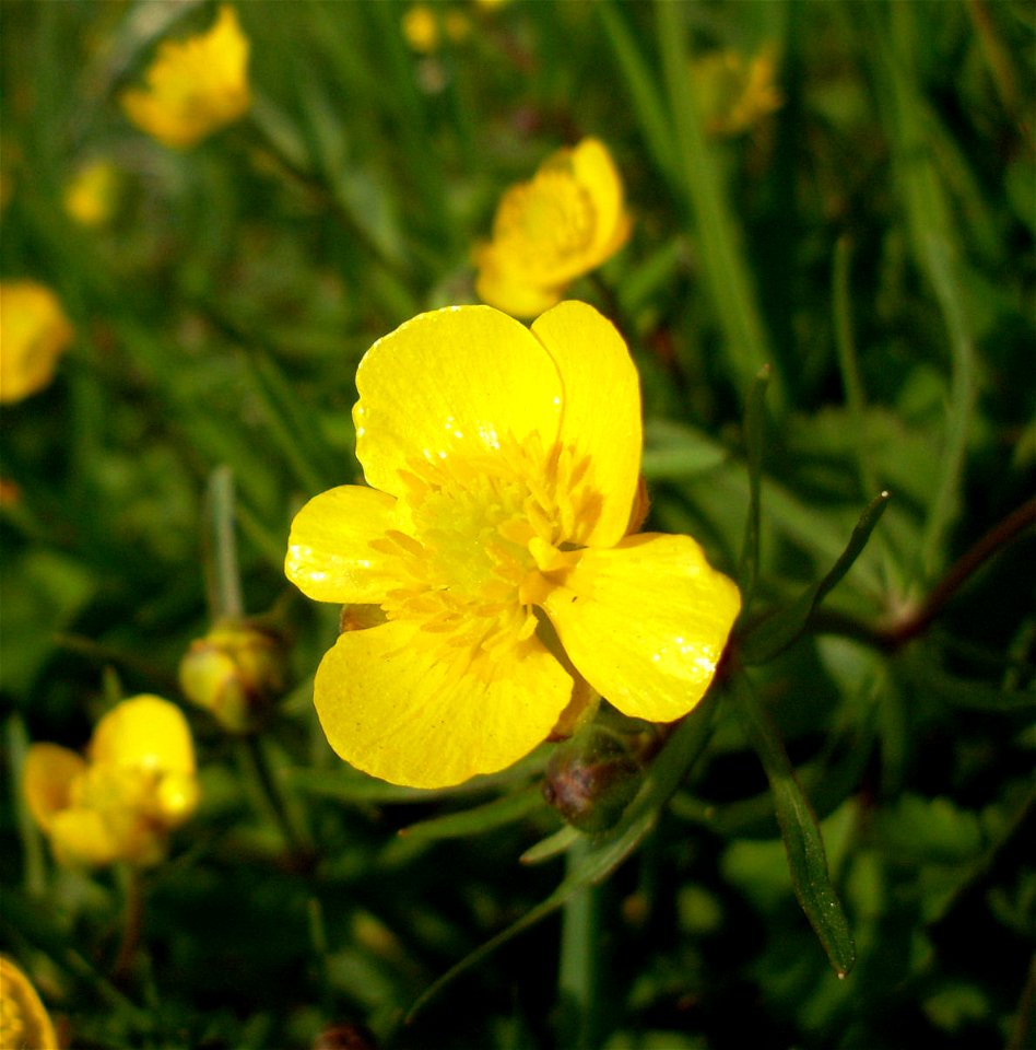 Ranunculus auricomus
