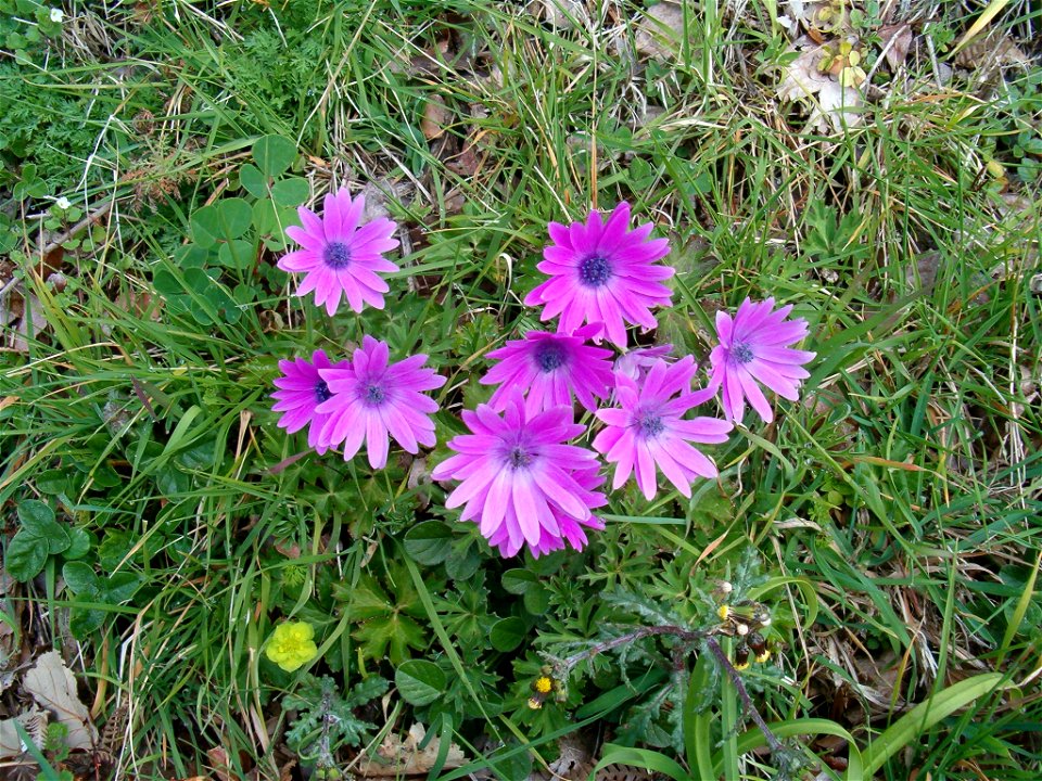 Isola di Ischia - Monte Epomeo: flora spontanea in febbraio-marzo (Anemone hortensis L.).