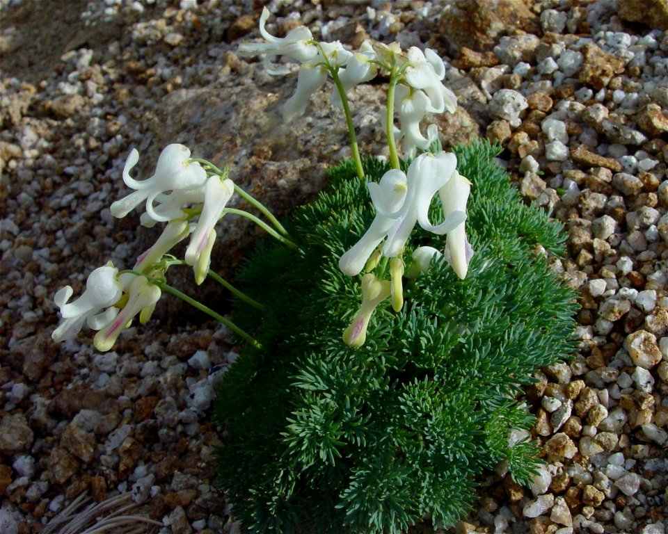 Dicentra peregrina f. alba in Mount Tsubakuro, Nagano pref., Japan.