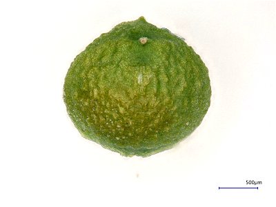 Fumaria parviflora