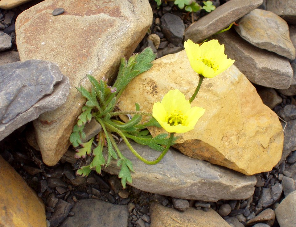 svalbard Poppy, yellow