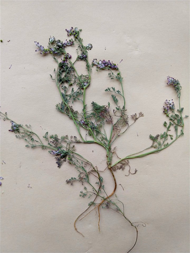 Fumaria parviflora