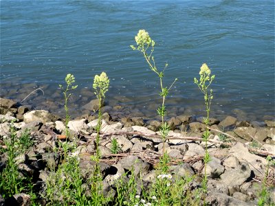 Gelbe Wiesenraute (Thalictrum flavum) am Rhein bei Altlußheim