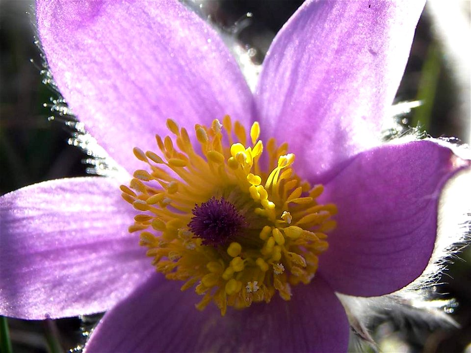 Pulsatilla grandis, Pasque flower. Sunny, stony, dry place. Nature relic "Netopýrky", Brno Komín, Czech republic, Evropa.