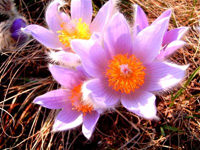Pulsatilla grandis, Pasque flower .Sunny,stoned,dry place. Nature relic "Netopýrky", Brno Komín,Czech republic,Evropa.