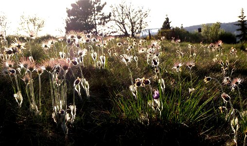 Pulsatilla grandis, Pasque flower .Sunny,stoned,dry place. Nature relic "Netopýrky", Brno Komín, Czech republic, Evropa.