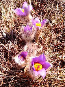 Pulsatilla grandis, Pasque flower. Sunny, stony, dry place. Nature relic "Netopýrky", Brno Komín, Czech republic, Evropa.