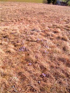 Pulsatilla grandis, Pasque flower. Sunny, stony, dry place. Nature relic "Netopýrky", Brno Komín, Czech republic, Evropa.