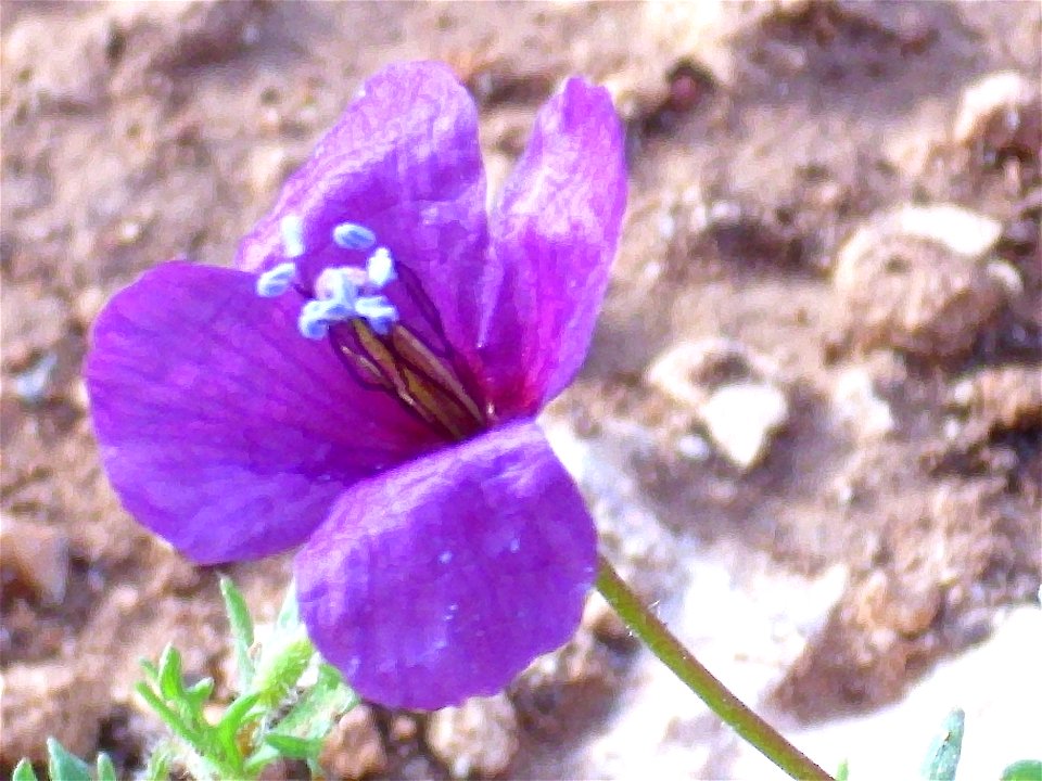 A close-up of the flower of Papaver bivalve subsp. hybridum in Campo de Calatrava, Spain.