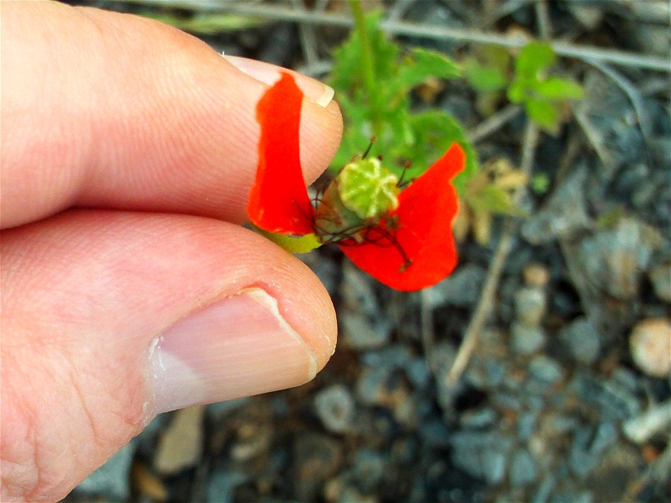 Papaver hybridum var. minima capsule, Dehesa Boyal de Puertollano, Spain