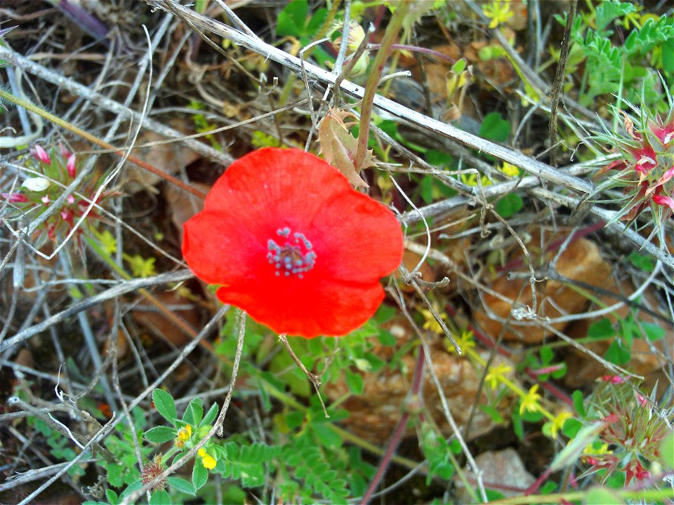 Papaver hybridum var. minima flower close up, Dehesa Boyal de Puertollano, Spain