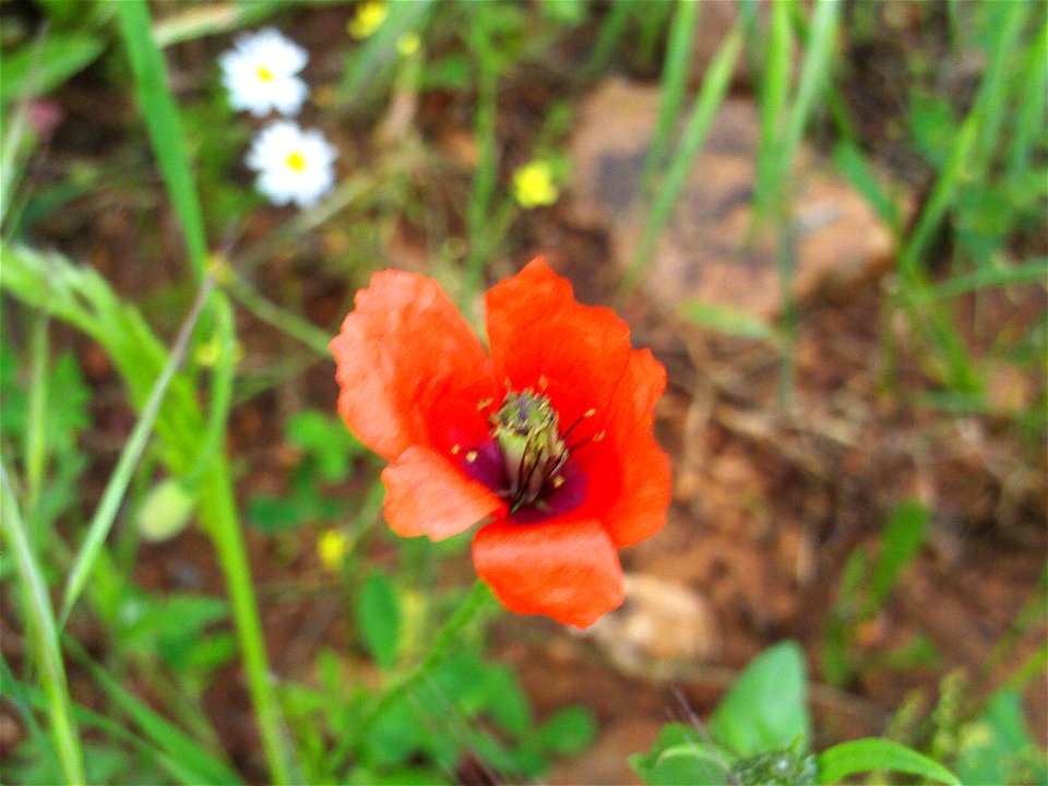 Papaver hybridum var. minima flower close up, Dehesa Boyal de Puertollano, Spain