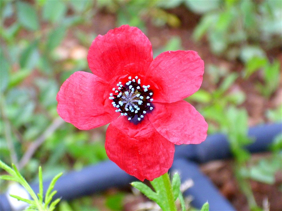 Papaver hybridum flower close up, Dehesa Boyal de Puertollano, Spain