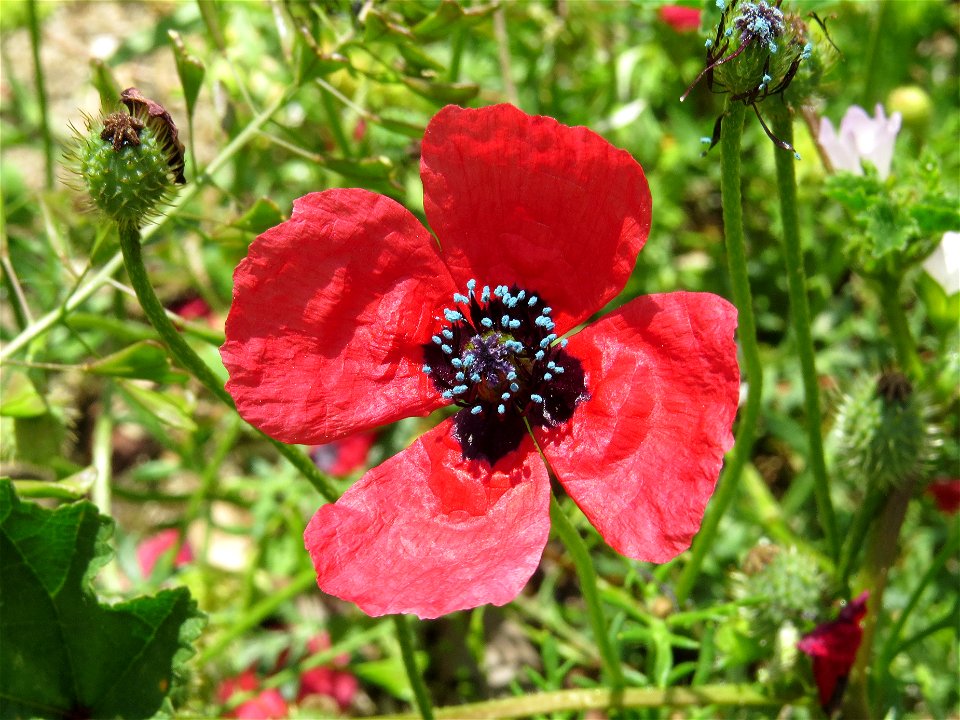 Flor de Papaver hybridum, Barrio de Moratalaz, Madrid, España.