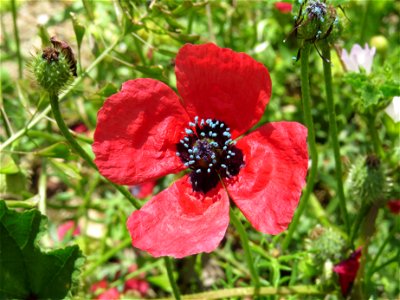 Flor de Papaver hybridum, Barrio de Moratalaz, Madrid, España.