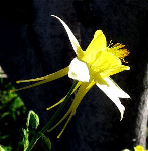 Aquilegia chrysantha flower