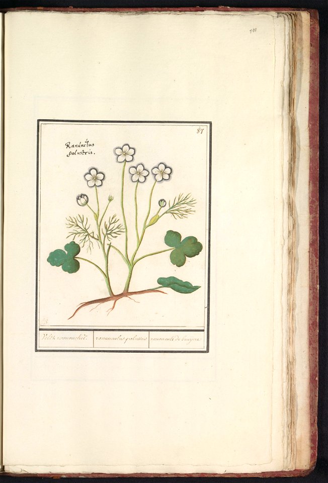 IdentificatieTitel(s): Witte boterbloem (Ranunculus aconitifolius)Veldt roononckel. / ranunculus palustris / ranoncule de bruijere. (titel op object)Objecttype: tekening Objectnummer: RP-T-BR-2017-1-8