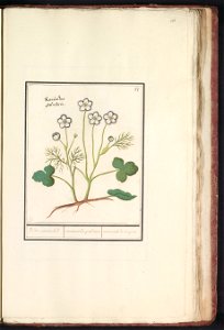 IdentificatieTitel(s): Witte boterbloem (Ranunculus aconitifolius)Veldt roononckel. / ranunculus palustris / ranoncule de bruijere. (titel op object)Objecttype: tekening Objectnummer: RP-T-BR-2017-1-8