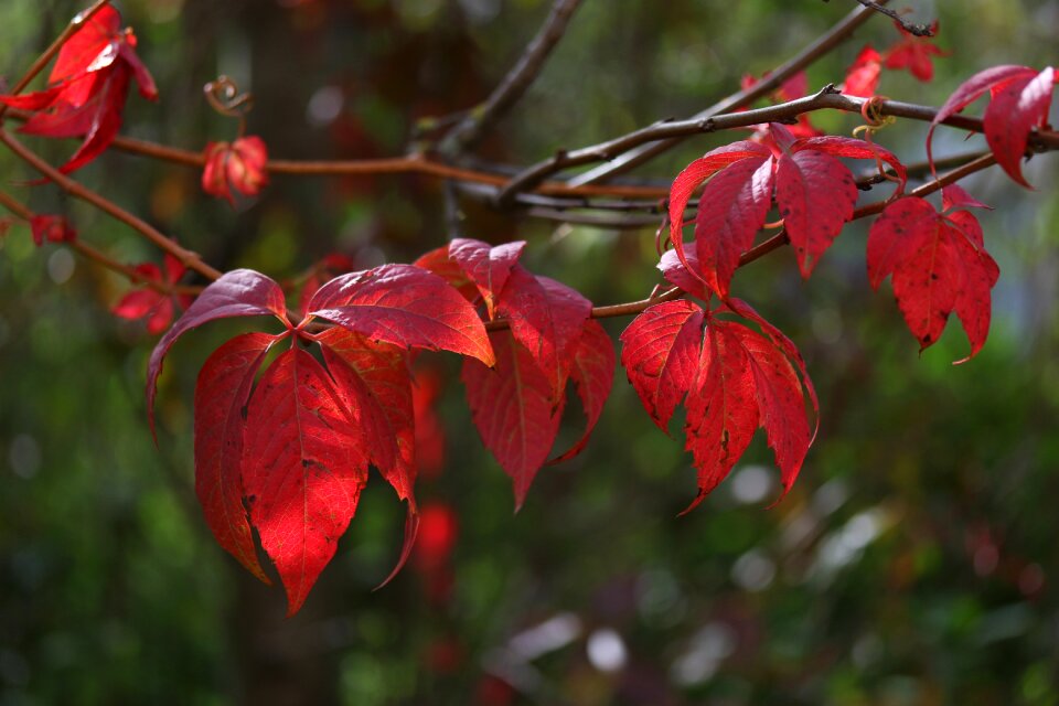 Red autumn plants