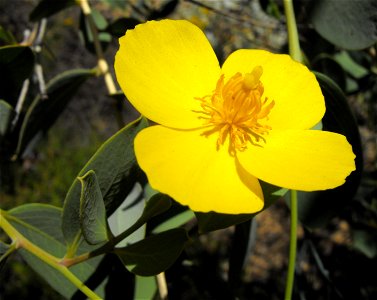 — Bush poppy. 
At the San Diego Zoo Safari Park, Escondido, California.
California native plant. Identified by sign.