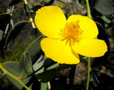 — Bush poppy. At the San Diego Zoo Safari Park, Escondido, California. California native plant. Identified by sign. photo