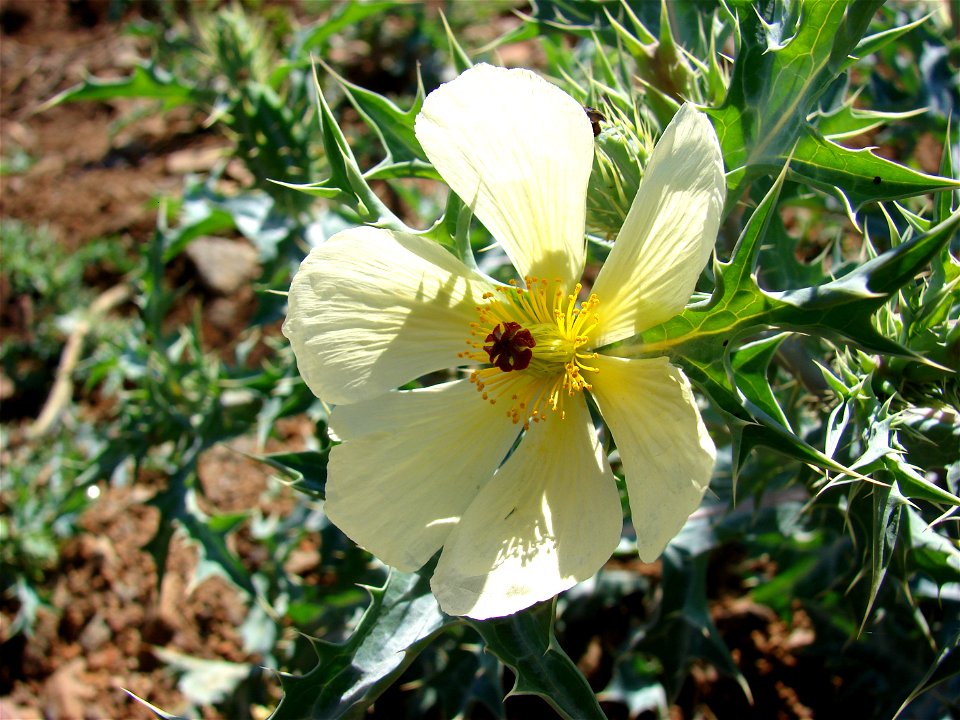 Flower of the plant Argemone ochroleuca