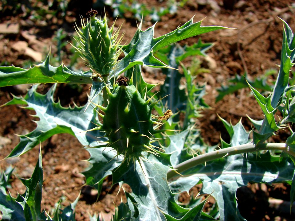 Fruit of the plant Argemone ochroleuca