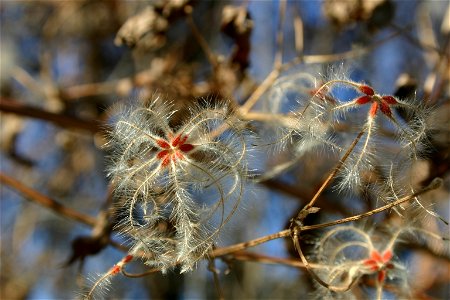 Achenes of Clematis brachiata Thunb. growing in Johannesburg, South Africa