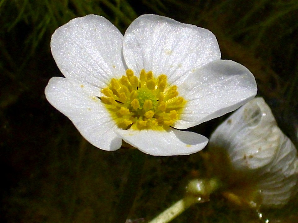 Ranunculus peltatus flowers close up, Dehesa Boyal de Puertollano, Spain