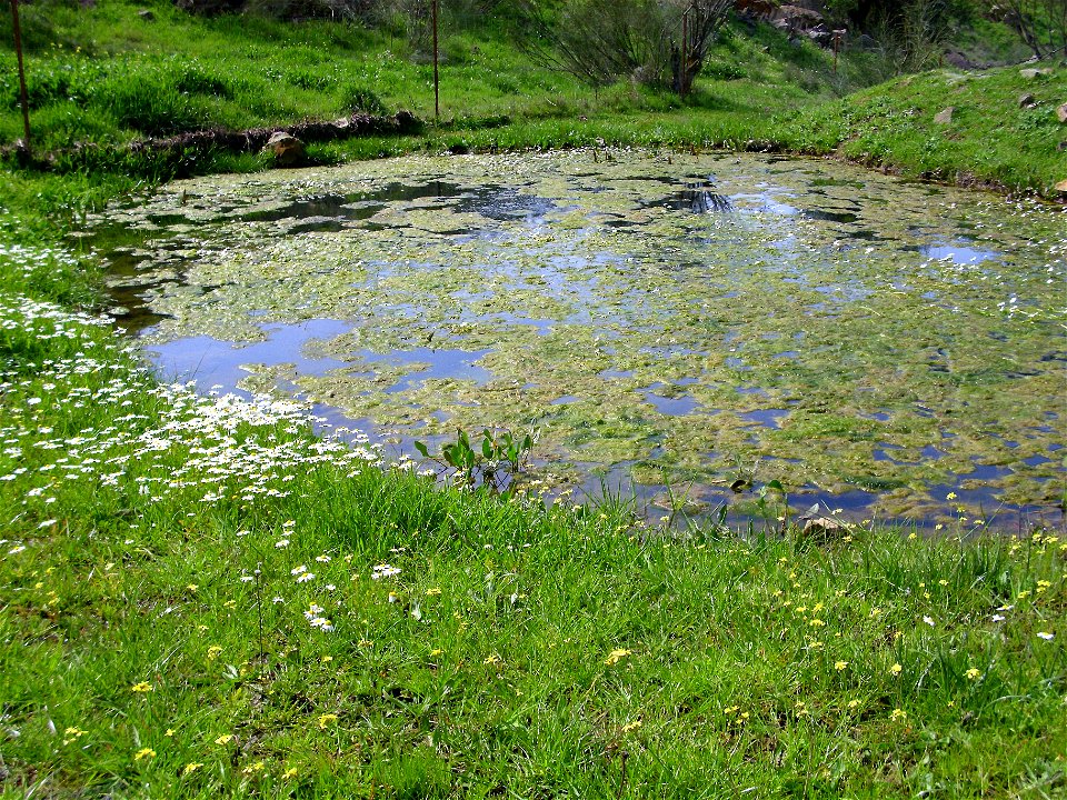 Ranunculus peltatus habitat, Dehesa Boyal de Puertollano, Spain
