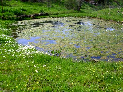 Ranunculus peltatus habitat, Dehesa Boyal de Puertollano, Spain
