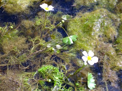 Ranunculus peltatus leaves and flowers, Dehesa Boyal de Puertollano, Spain