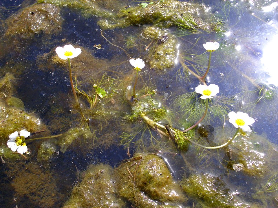 Ranunculus peltatus habit, Dehesa Boyal de Puertollano, Spain