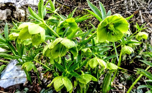 Helleborus cyclophyllus