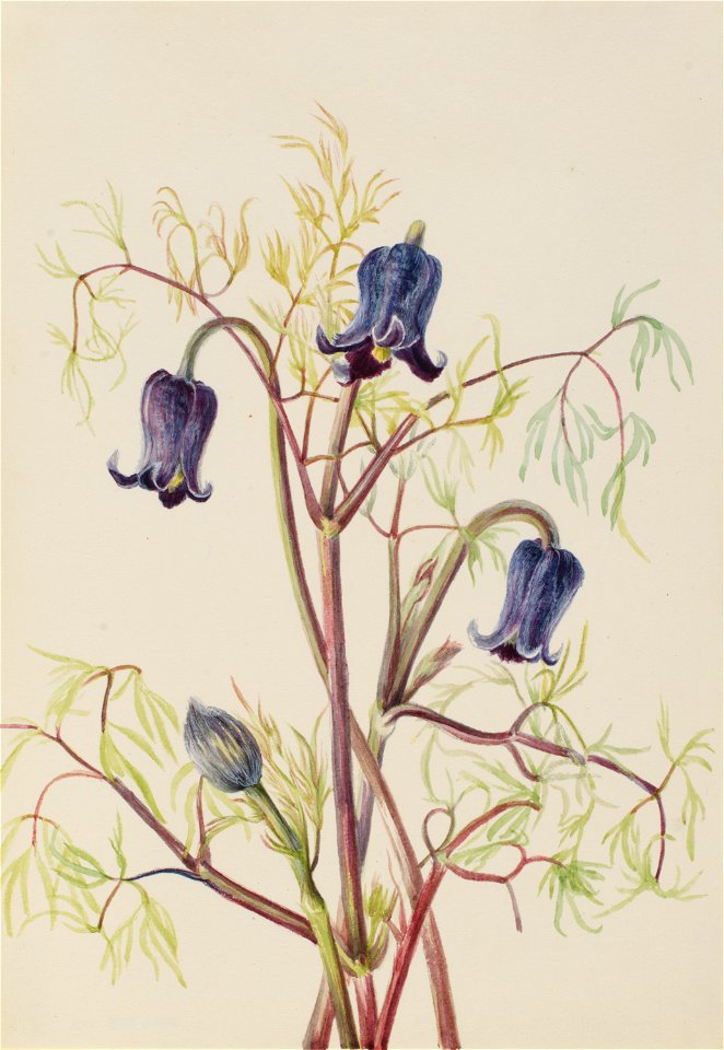 Leather Flower (Clematis hirsutissima)