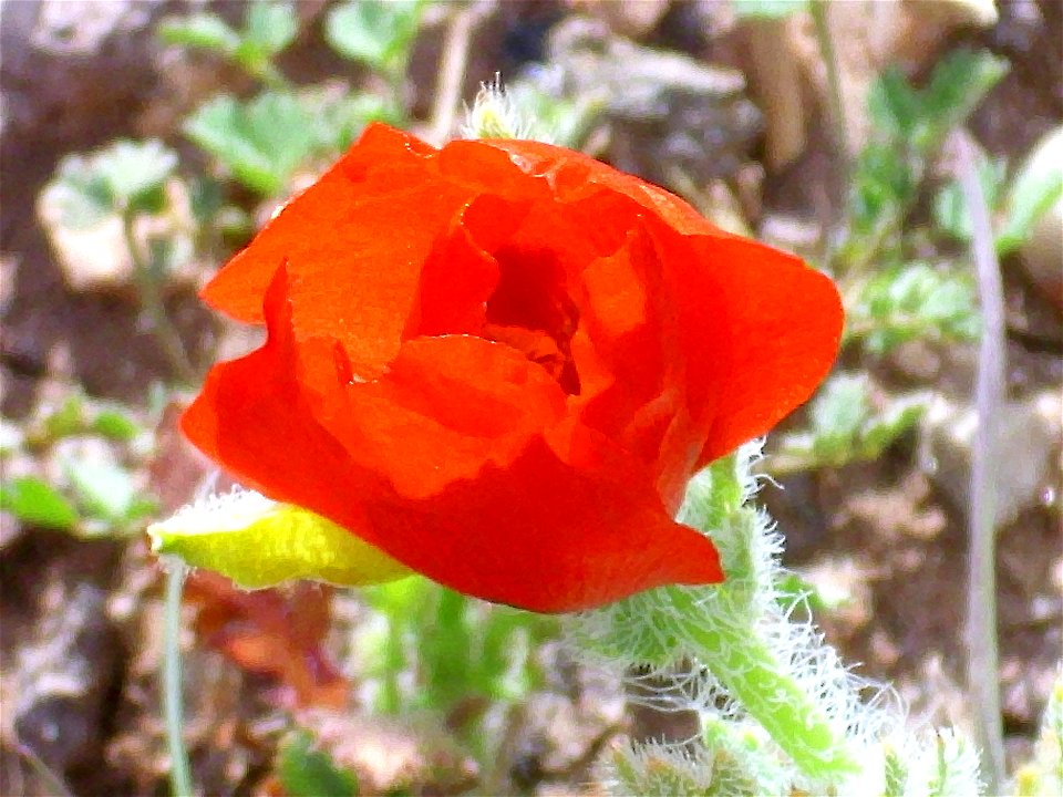Glaucium corniculatum close up Campo de Calatrava, Spain